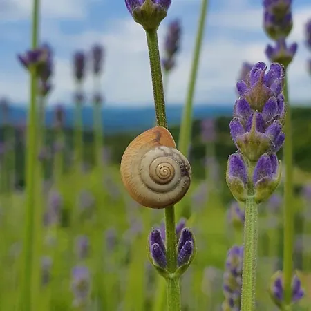 Apartament Apartma Tomazic *