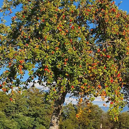 Apartma Tomazic Apartament Hrusica (Ilirska Bistrica)