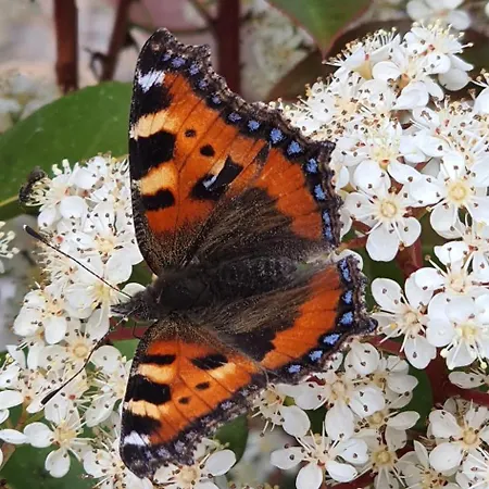 Apartma Tomazic Apartament Hrusica (Ilirska Bistrica)