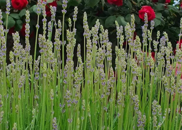 アパート Apartma Tomazic