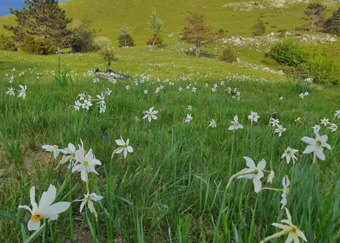 Apartma Tomazic * Hrušica