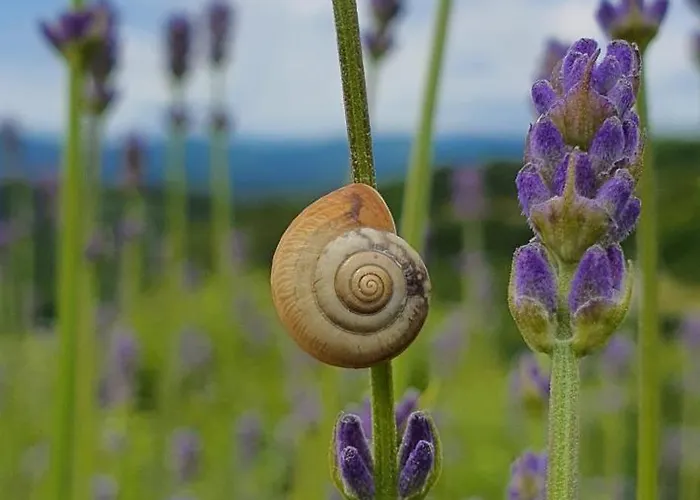 アパート Apartma Tomazic *