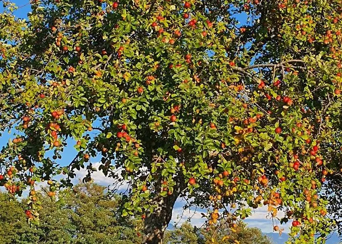 Apartma Tomazic アパート Hrušica