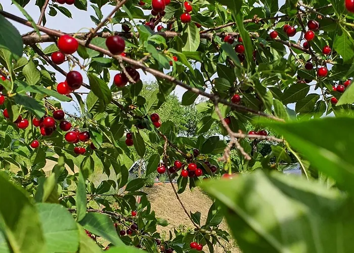 Apartma Tomazic Hrušica