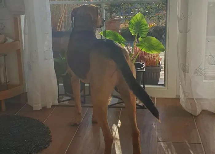 Apartma Tomazic Hrušica