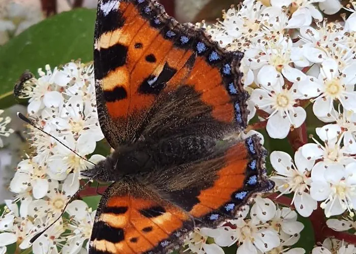 Apartma Tomazic アパート Hrušica